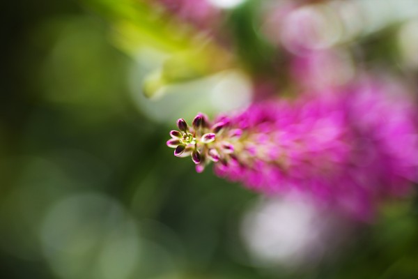 Pink Hebe Flower by Joy Watson